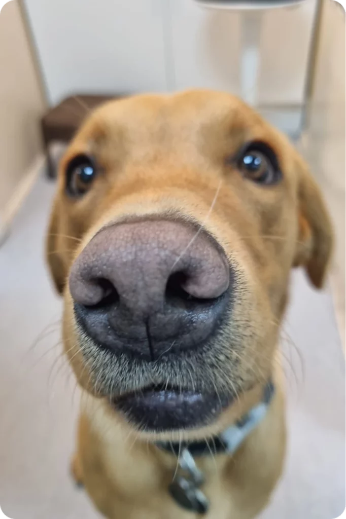 Close-up of a curious brown dog's nose