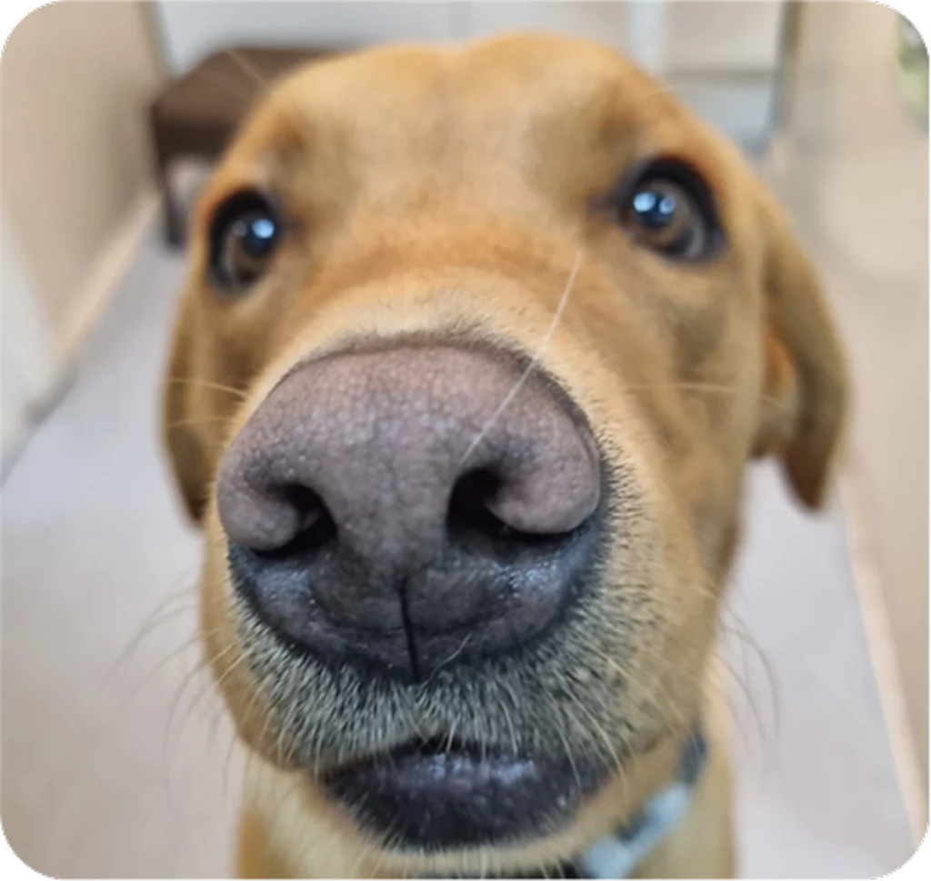 Close-up of a dog's face