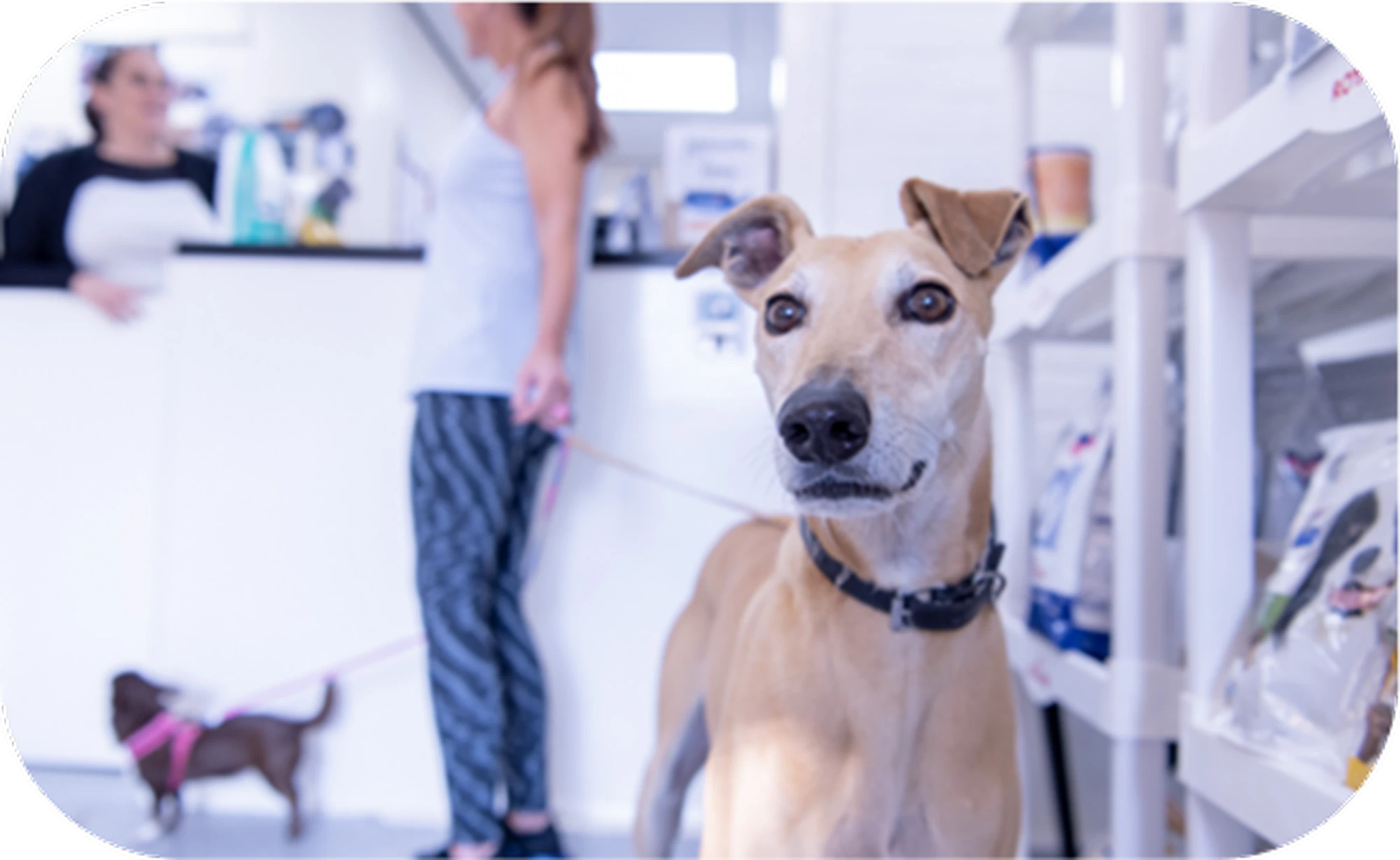 A tan dog with a collar stands alert in a pet store aisle