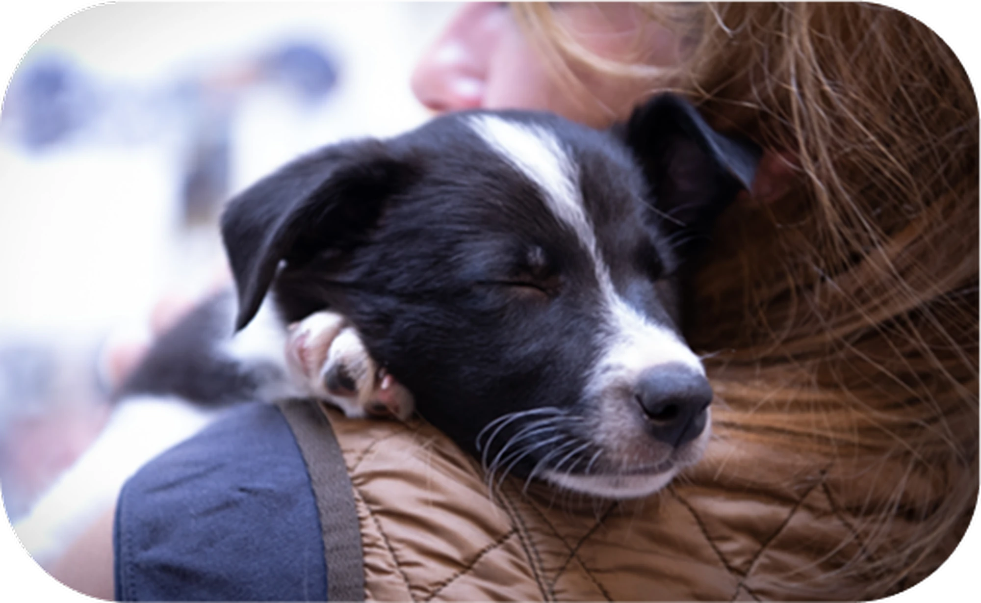 village vets formby Near Formby