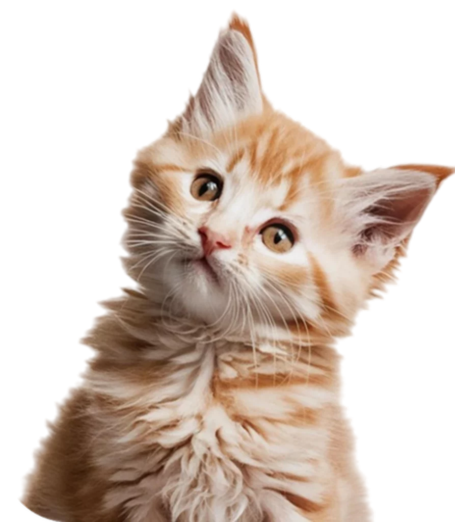 A fluffy orange tabby kitten with large, curious eyes