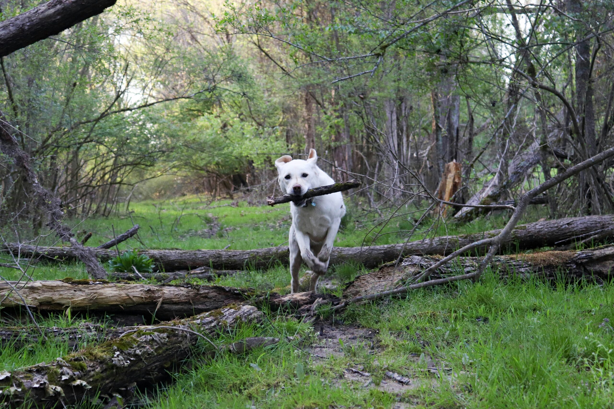 Dog running through a forest, carrying a large stick in its mouth.