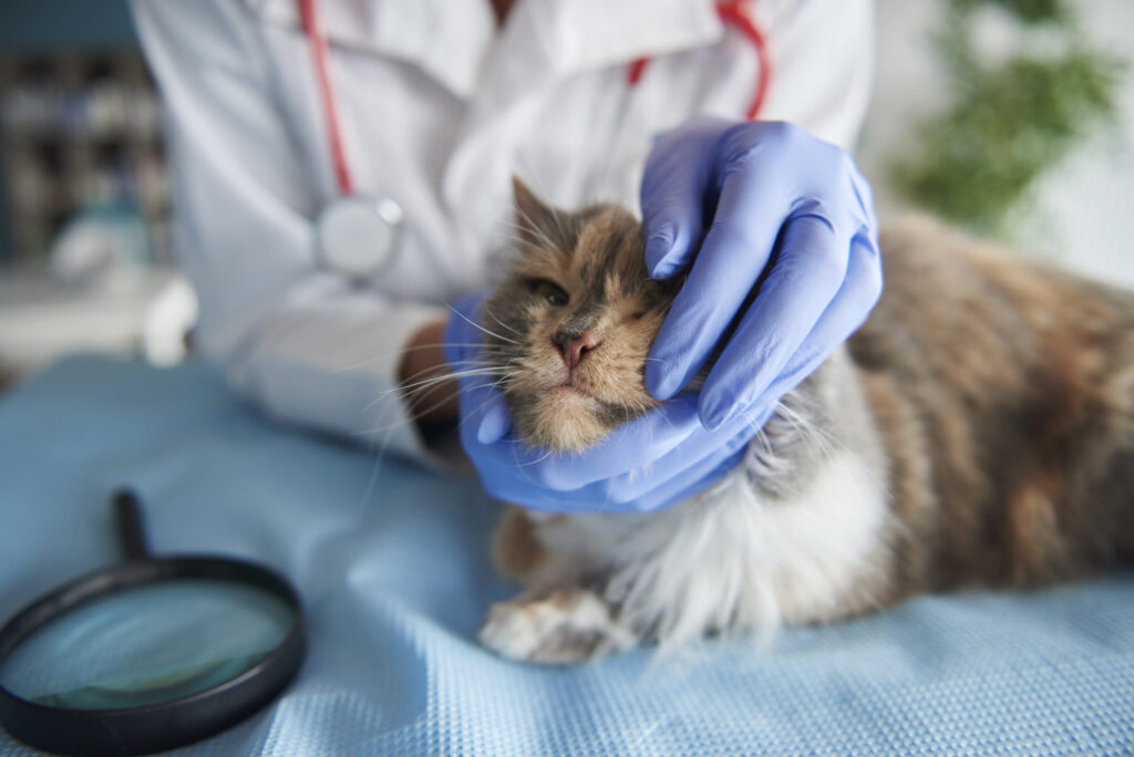 A veterinarian examines a cat on a clinic table, preparing for or administering a vaccination.