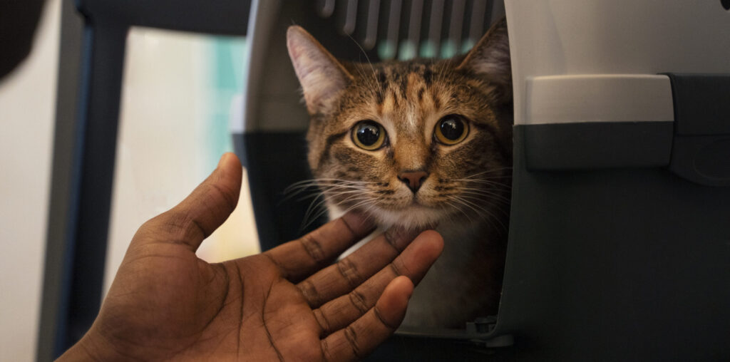 person gently reaching out to cat inside a pet carrier, symbolising care and comfort during the neutering process.