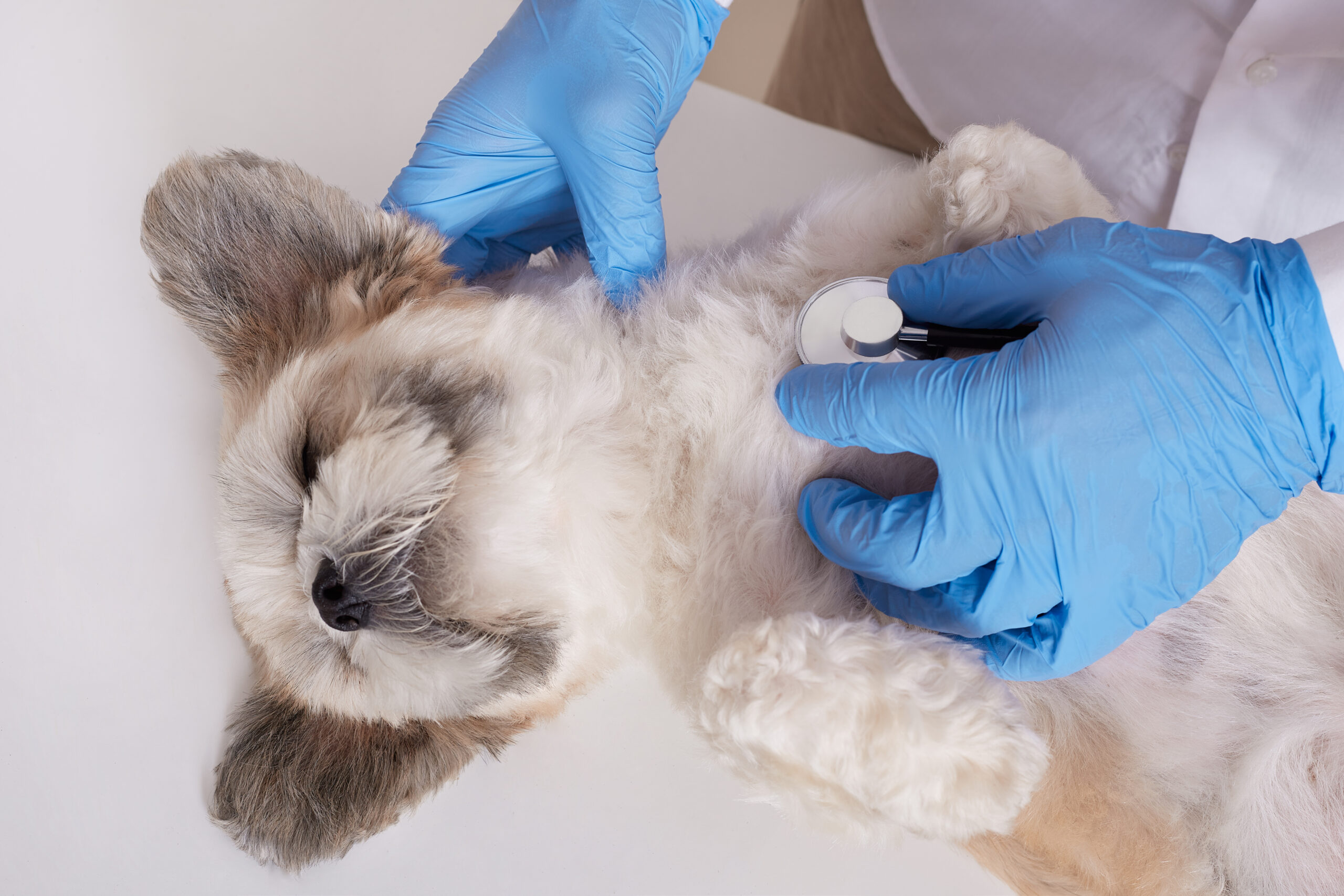 A dog is lying on its back on an examination table for microchipping.