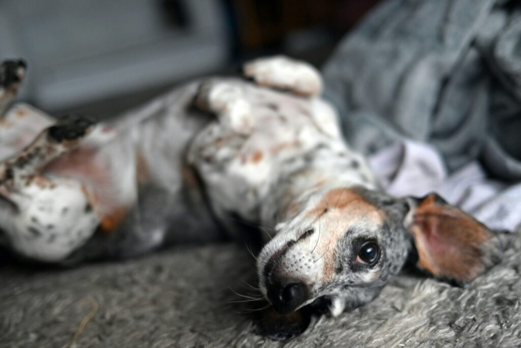 Dachshund